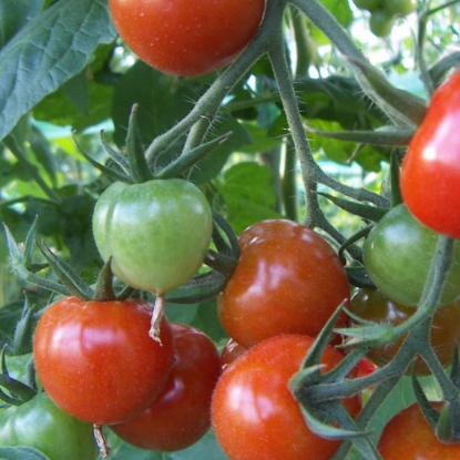 Picture of Tomato Suncherry Premium F1